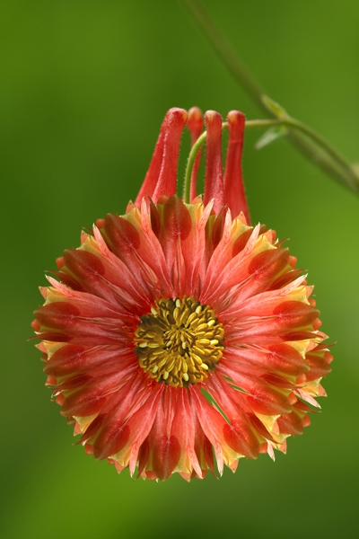 Creation of Rare Red Sunflowers: Step 4